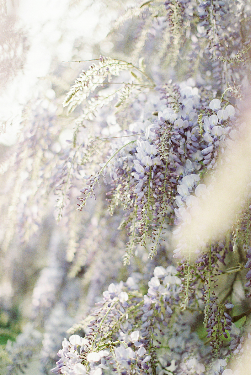 for the love of wisteria 08